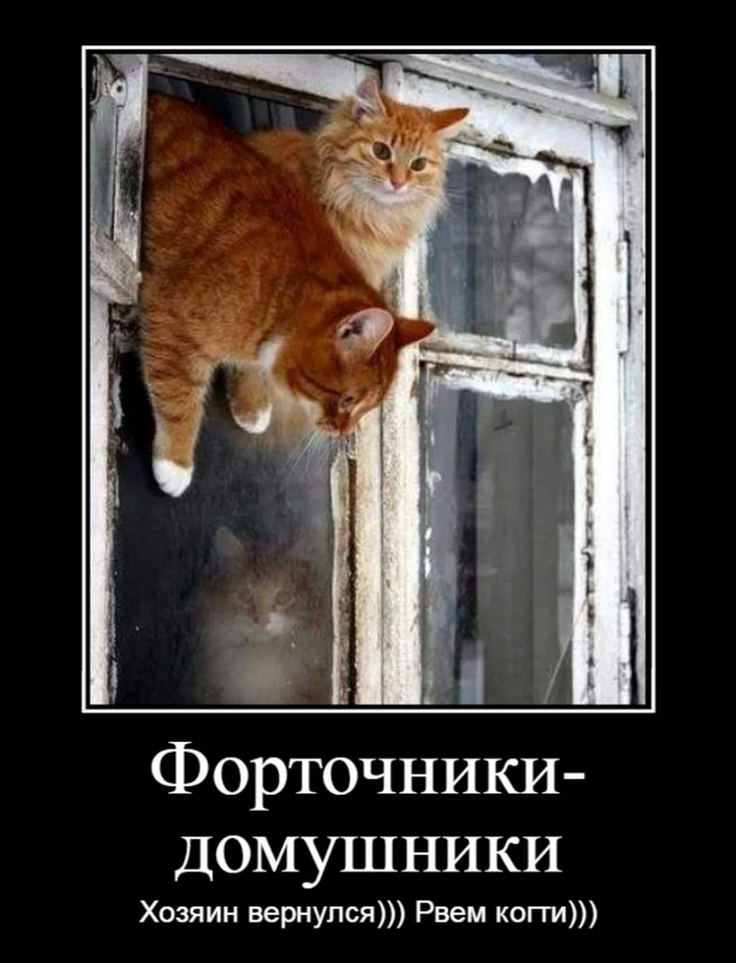 Апельсиновый беспредел: лучшие мемы про рыжих котов рыжие коты, мемы, картинки, животные, юмор, подборка