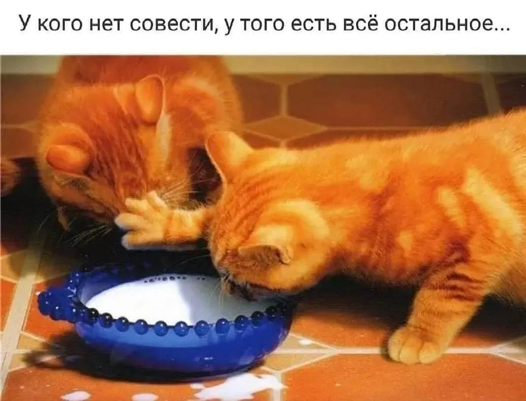 Апельсиновый беспредел: лучшие мемы про рыжих котов рыжие коты, мемы, картинки, животные, юмор, подборка