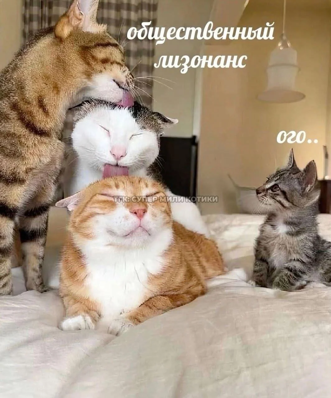 Апельсиновый беспредел: лучшие мемы про рыжих котов рыжие коты, мемы, картинки, животные, юмор, подборка