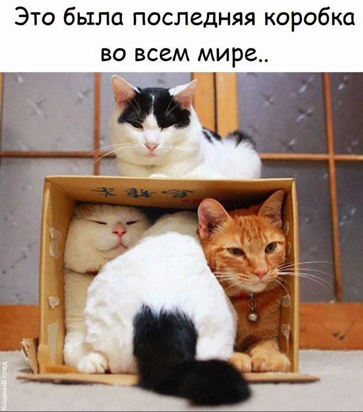 Апельсиновый беспредел: лучшие мемы про рыжих котов рыжие коты, мемы, картинки, животные, юмор, подборка