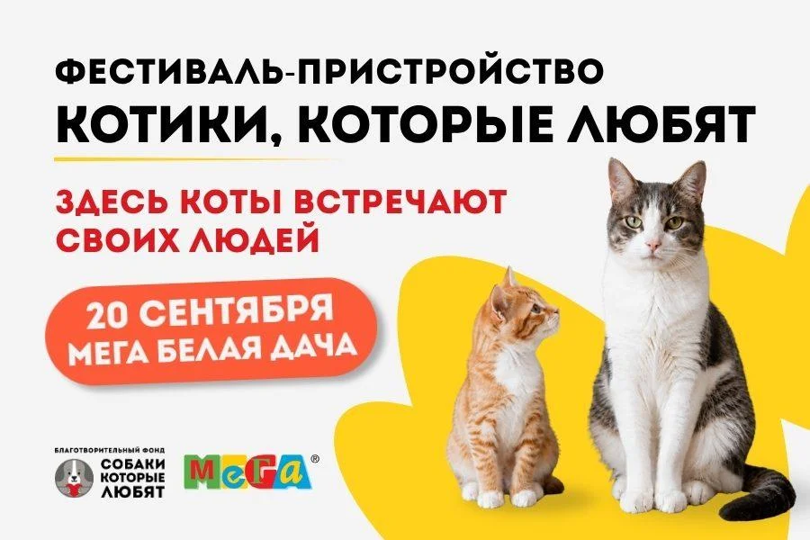 Два кота ищут дом на фестивале в Котельниках котики, приют, фестиваль, пристройство, МЕГА Белая дача, Афина, Барон, фонд Собаки которые любят