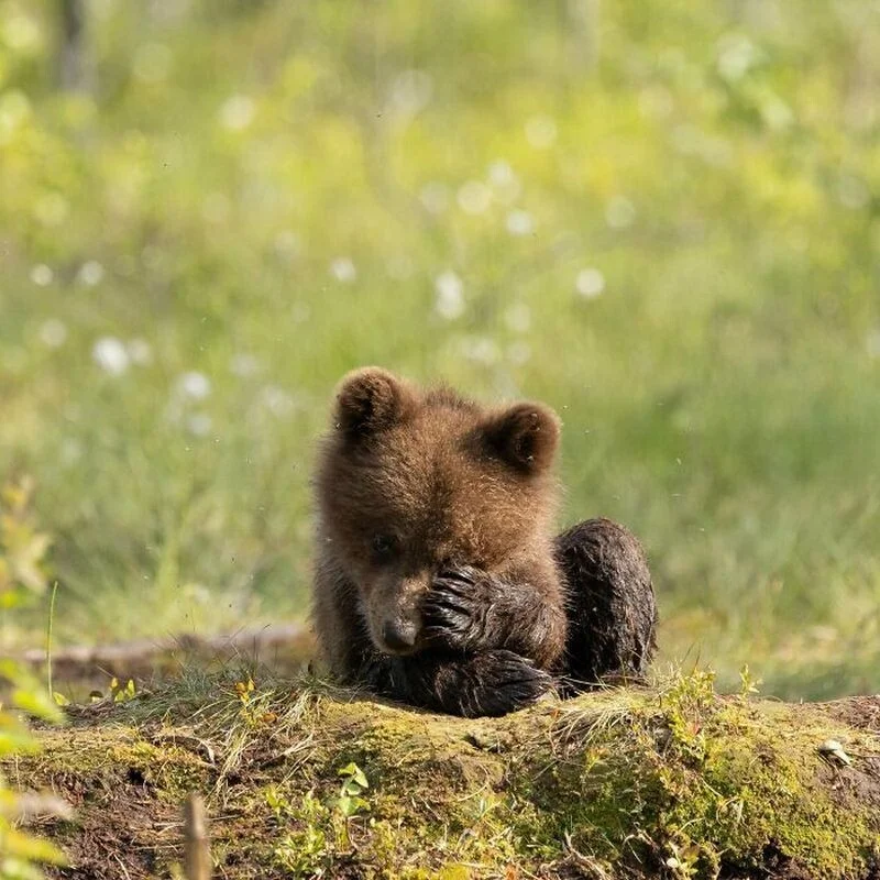 Природа без дублей: 14 кадров, которые потрясают Природа без дублей: 14 кадров, которые потрясают дикая природа, животные, фотографии, природа, фауна, снимки