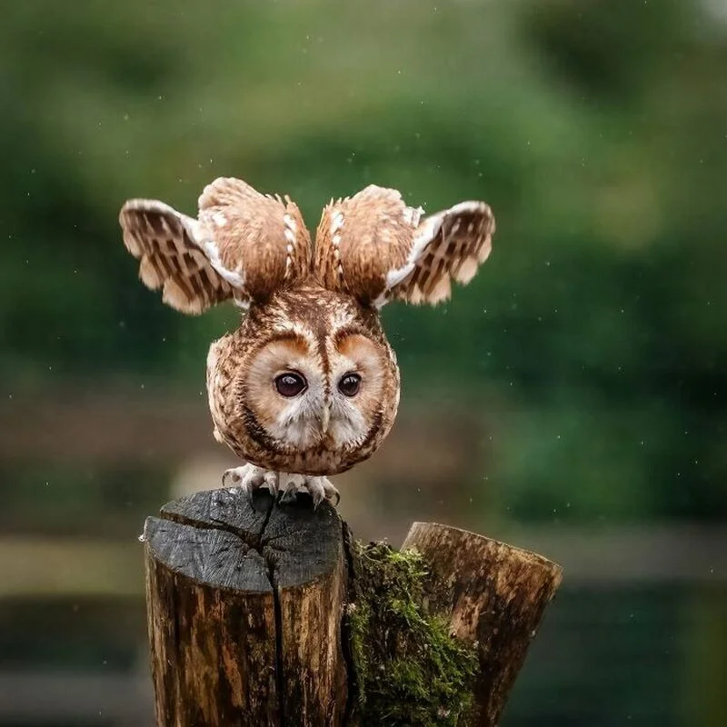 Природа без дублей: 14 кадров, которые потрясают Природа без дублей: 14 кадров, которые потрясают дикая природа, животные, фотографии, природа, фауна, снимки