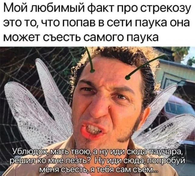 Воскресный смех: мемы для отдыха Воскресный смех: мемы для отдыха мемы, юмор, картинки, воскресенье, отдых