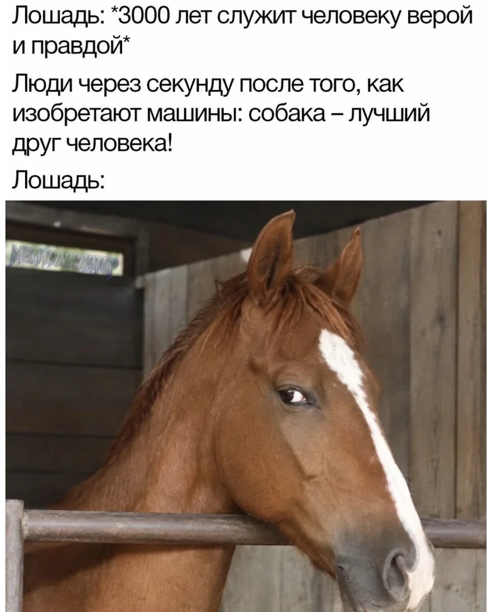 Юмор за неделю и котик Юмор за неделю и котик юмор, мемы, картинки, котик, подборка