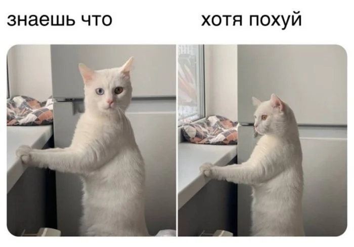 Мемы, от которых невозможно не заржать Мемы, от которых невозможно не заржать мемы, черный юмор, приколы, картинки, подборка