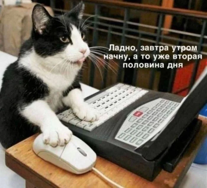 Мемы, от которых невозможно не заржать Мемы, от которых невозможно не заржать мемы, черный юмор, приколы, картинки, подборка