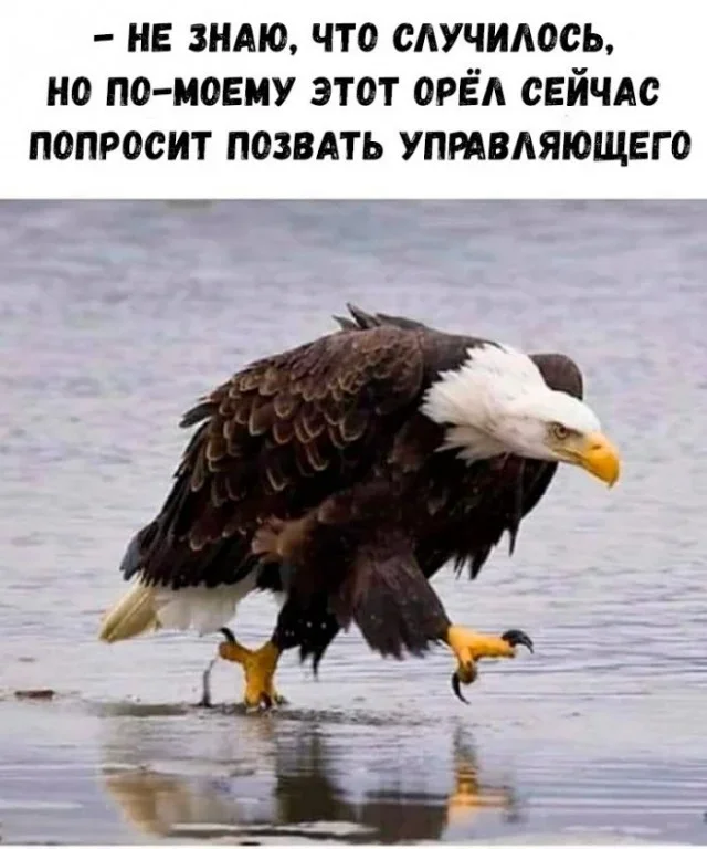Мемы вторника: проверь IQ и узнай признаки пустышки мемы, юмор, картинки, приколы, IQ тест