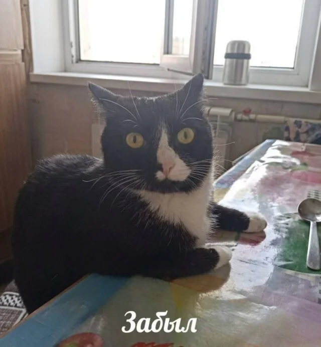 Пять минут смеха: заряжаемся позитивом! мемы, юмор, картинки, позитив, смех