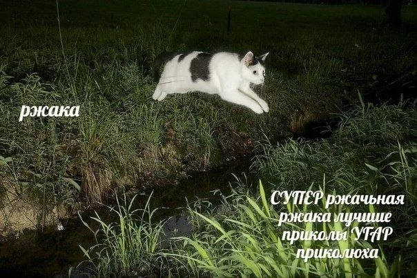 Пять минут смеха: заряжаемся позитивом! мемы, юмор, картинки, позитив, смех