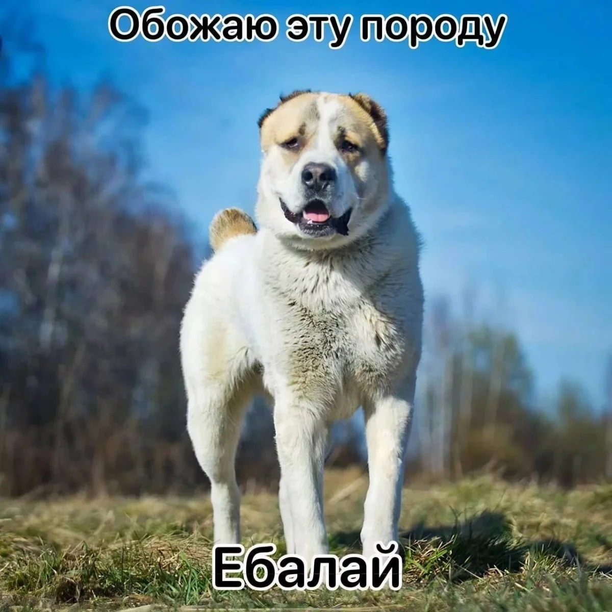 Пять минут смеха: заряжаемся позитивом! мемы, юмор, картинки, позитив, смех
