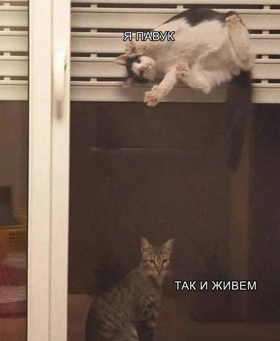 Улыбнись! Маленькая пятница пришла Улыбнись! Маленькая пятница пришла мемы, юмор, картинки, позитив, маленькая пятница