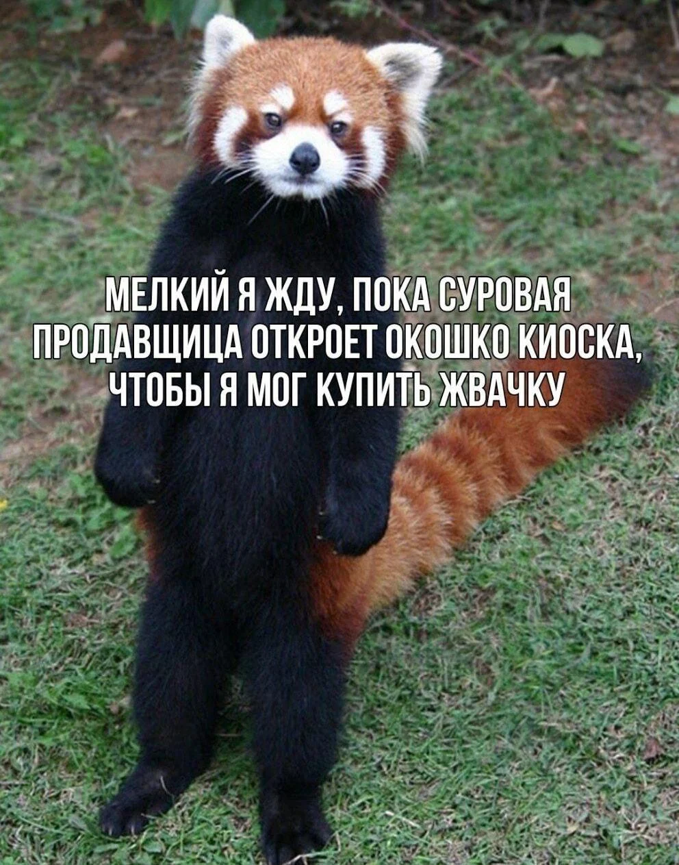 Жвачка, которая нас объединяет: смешные мемы Жвачка, которая нас объединяет: смешные мемы мемы, жвачка, юмор, картинки, смешное, жевательная резинка