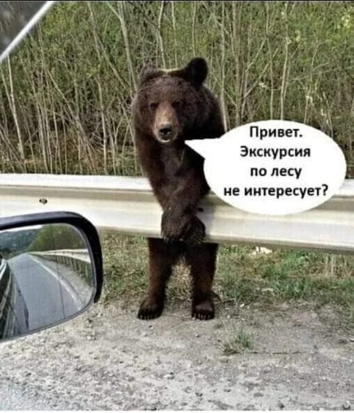 Мемы на утро: зайчики, шуба и бегство во сне мемы, юмор, картинки, приколы, подборка