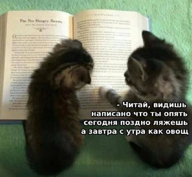 Мемы на утро: зайчики, шуба и бегство во сне мемы, юмор, картинки, приколы, подборка