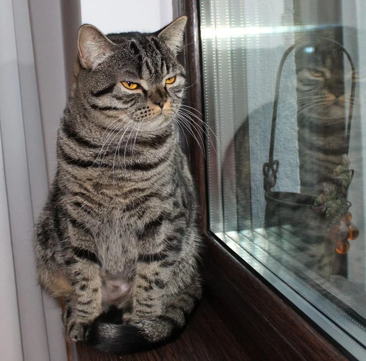 Звери, которые знают толк в юморе животные, коты, собаки, приколы, мемы, фото, юмор