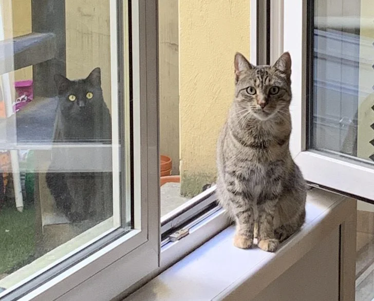 Звери, которые знают толк в юморе животные, коты, собаки, приколы, мемы, фото, юмор