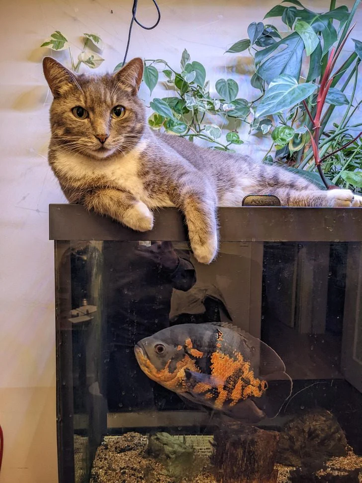 Звери, которые знают толк в юморе животные, коты, собаки, приколы, мемы, фото, юмор