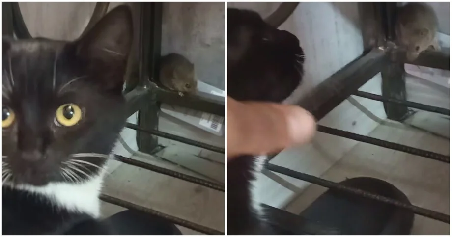 Кот посмотрел на мышь и ушёл: хозяин в шоке