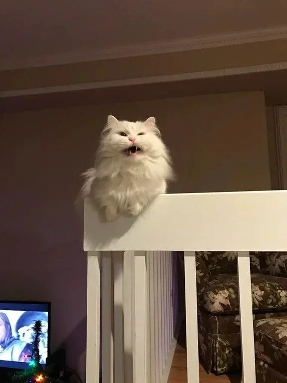 20 котов, пойманных в самый нелепый момент 20 котов, пойманных в самый нелепый момент коты, чихание, животные, приколы, мемы, фото