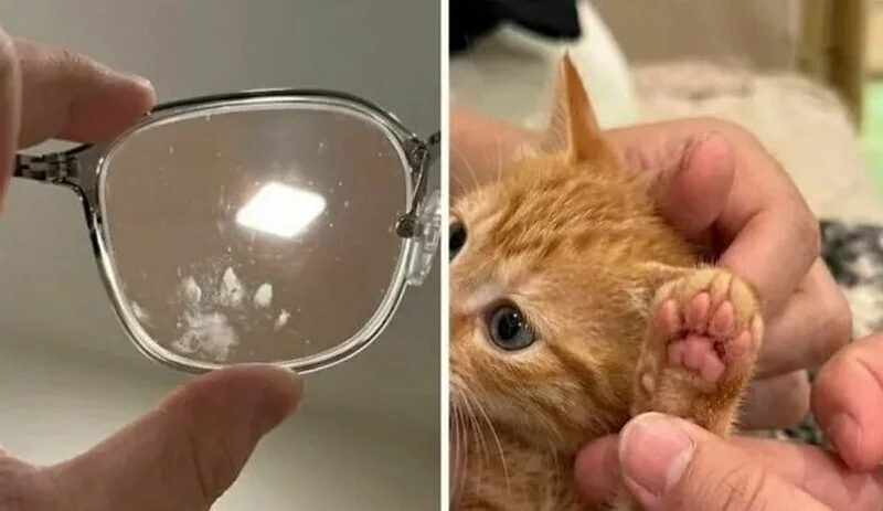 Коты, которые уже готовы стать мемами: 15 уморительных снимков Коты, которые уже готовы стать мемами: 15 уморительных снимков коты, мемы, юмор, животные, подборка