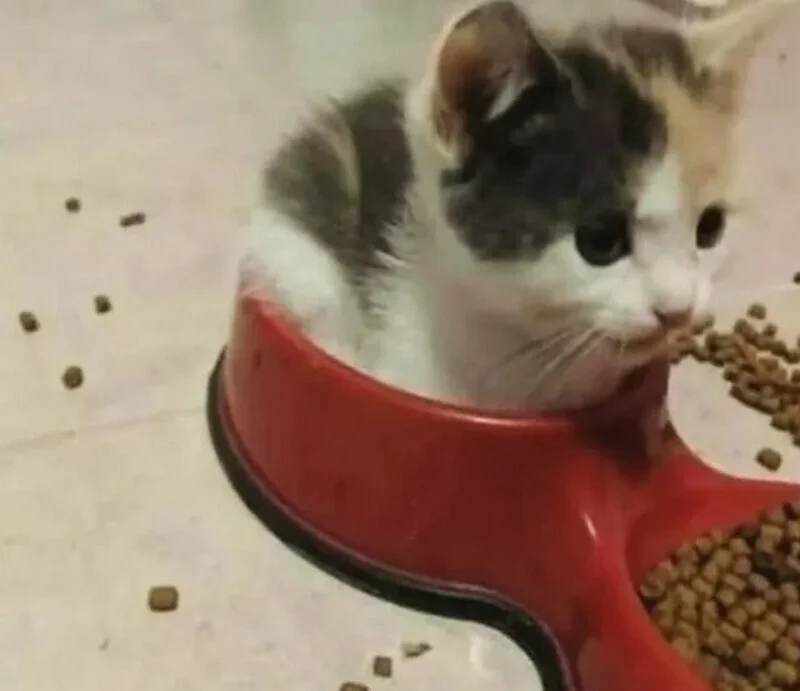 Коты, которые уже готовы стать мемами: 15 уморительных снимков Коты, которые уже готовы стать мемами: 15 уморительных снимков коты, мемы, юмор, животные, подборка