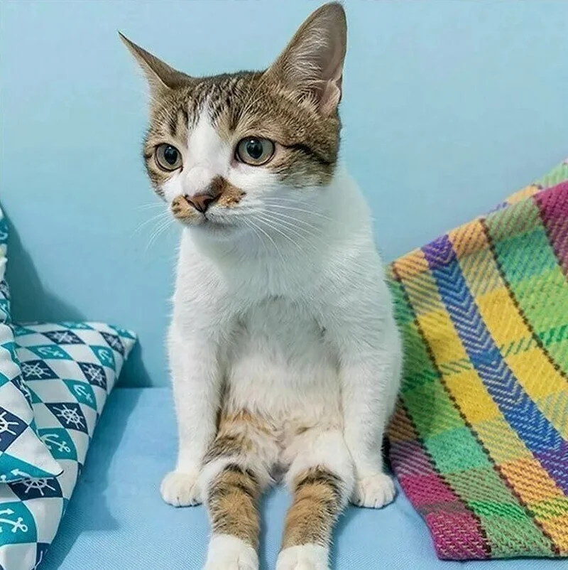 Коты, которые уже готовы стать мемами: 15 уморительных снимков Коты, которые уже готовы стать мемами: 15 уморительных снимков коты, мемы, юмор, животные, подборка