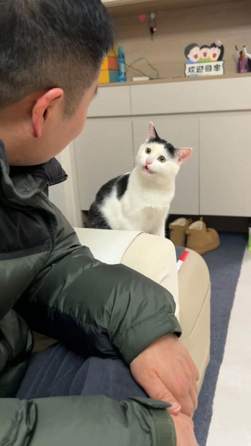Коты, которые уже готовы стать мемами: 15 уморительных снимков Коты, которые уже готовы стать мемами: 15 уморительных снимков коты, мемы, юмор, животные, подборка