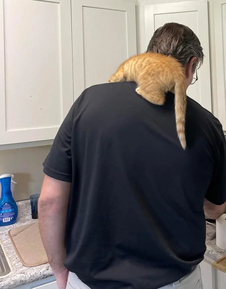 Папа был против, но теперь целует кота животные, коты, собаки, семья, юмор, фото