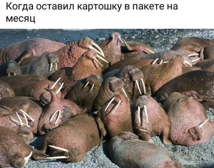 Пятница пришла: мемы для перезагрузки мемы, пятница, юмор, картинки, шутки
