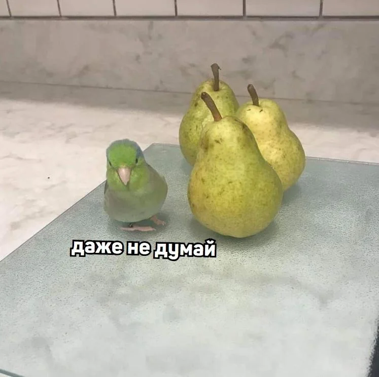 Груша — царица полей! Мемы, от которых живот надорвешь Груша — царица полей! Мемы, от которых живот надорвешь мемы, груши, юмор, картинки, приколы, день груши