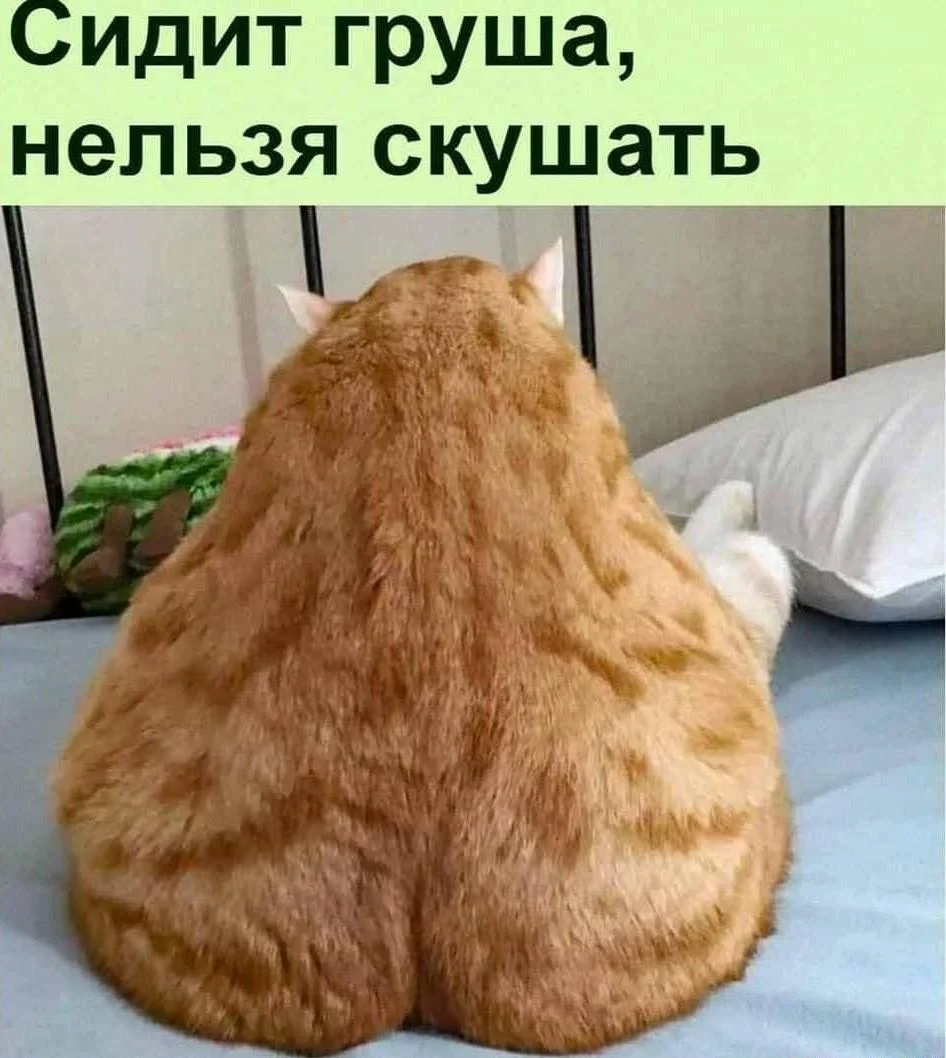 Груша — царица полей! Мемы, от которых живот надорвешь Груша — царица полей! Мемы, от которых живот надорвешь мемы, груши, юмор, картинки, приколы, день груши