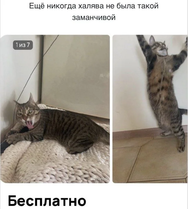 Мемы, которые поймут все: от офиса до дивана Мемы, которые поймут все: от офиса до дивана мемы, юмор, приколы, работа, друзья, быт, картинки