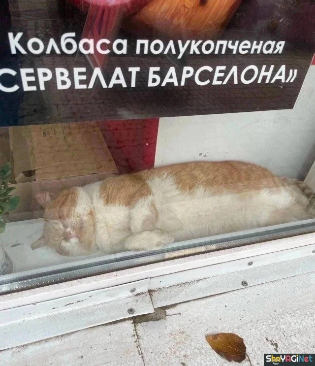Умора! Подборка убойных приколов приколы, мемы, картинки, юмор, смешное