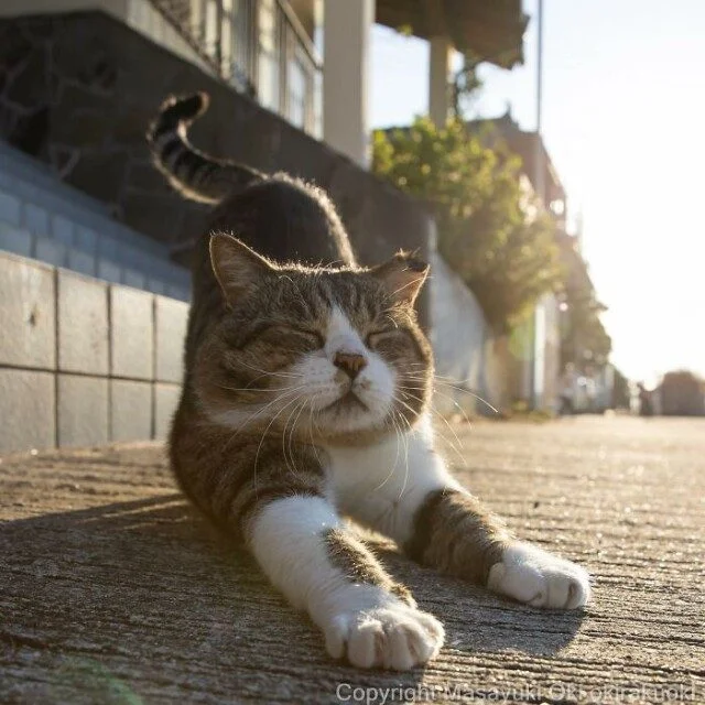Токийские коты: 32 кадра с самыми разными выражениями морды кошки, фотографии, Япония, мемы, животные, подборка