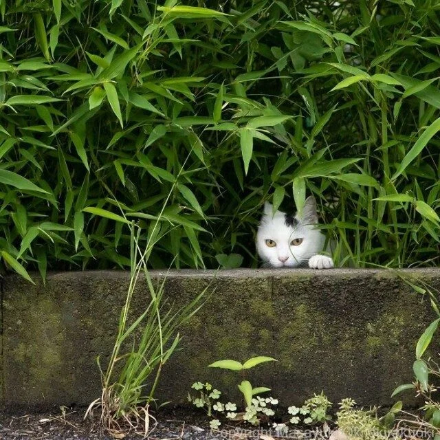 Токийские коты: 32 кадра с самыми разными выражениями морды кошки, фотографии, Япония, мемы, животные, подборка