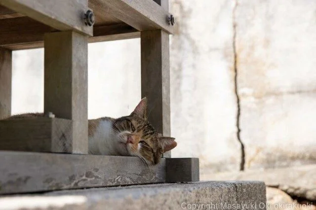 Токийские коты: 32 кадра с самыми разными выражениями морды кошки, фотографии, Япония, мемы, животные, подборка