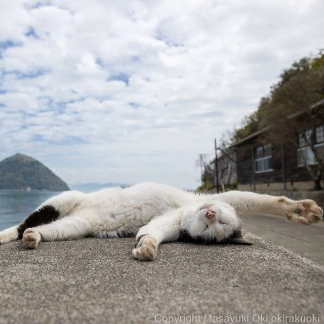 Токийские коты: 32 кадра с самыми разными выражениями морды кошки, фотографии, Япония, мемы, животные, подборка