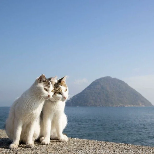 Токийские коты: 32 кадра с самыми разными выражениями морды кошки, фотографии, Япония, мемы, животные, подборка