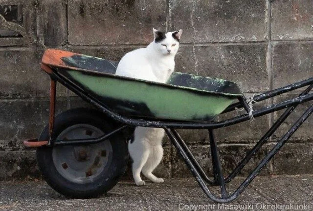 Токийские коты: 32 кадра с самыми разными выражениями морды кошки, фотографии, Япония, мемы, животные, подборка
