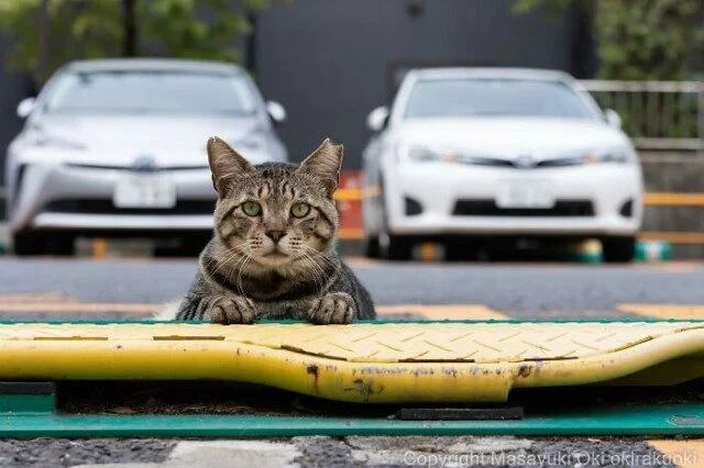 Токийские коты: 32 кадра с самыми разными выражениями морды кошки, фотографии, Япония, мемы, животные, подборка