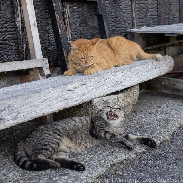 Токийские коты: 32 кадра с самыми разными выражениями морды кошки, фотографии, Япония, мемы, животные, подборка