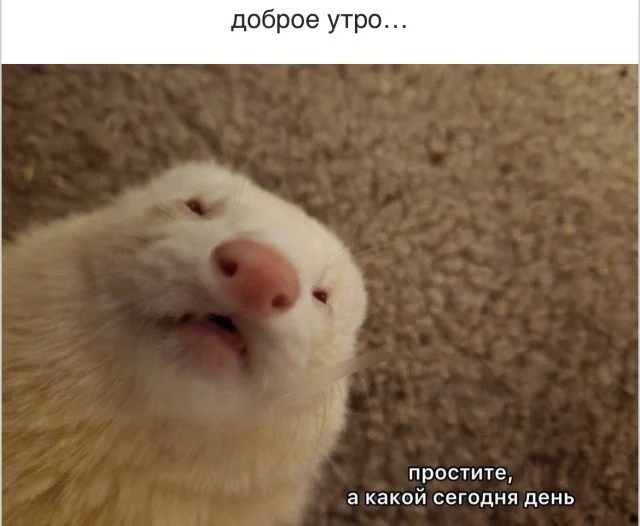 Рабочие будни в мемах: до боли знакомо мемы, работа, офис, юмор, подборка