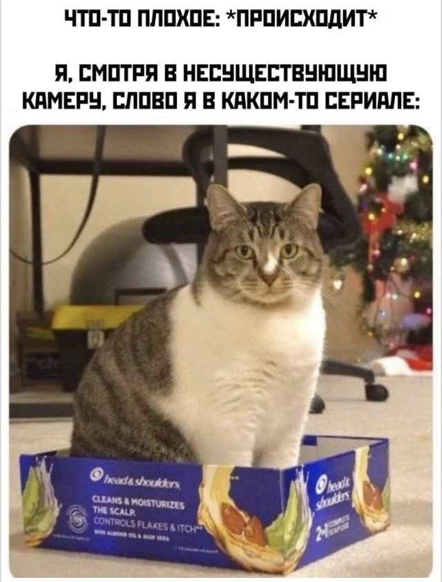 Мяу-мяу, и ты смеешься коты, мемы, юмор, приколы, животные
