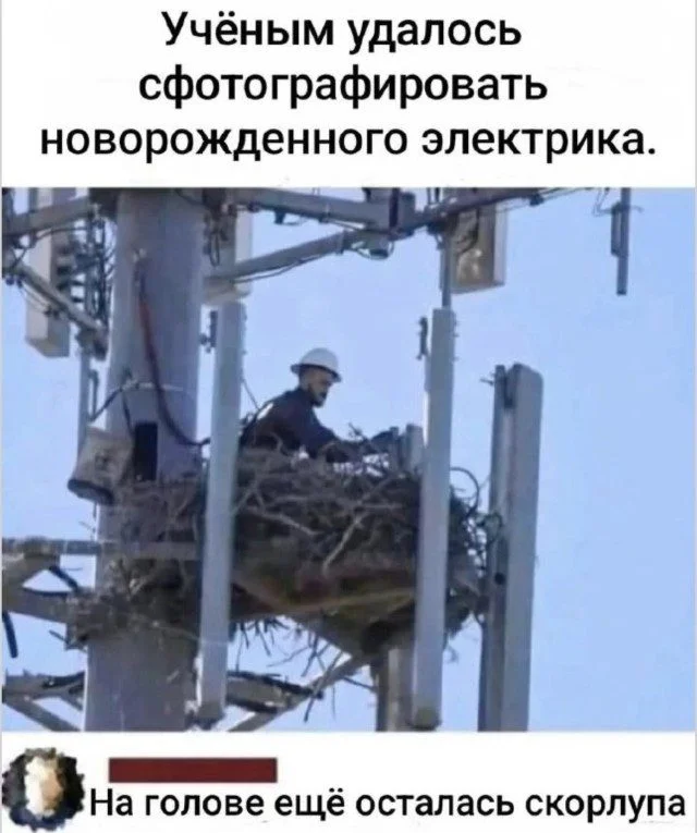Мяу-мяу, и ты смеешься коты, мемы, юмор, приколы, животные