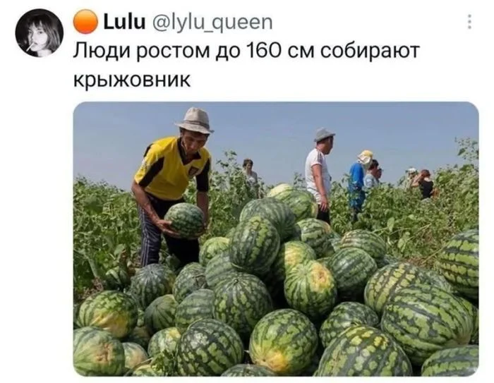 Комментарии, после которых нужен психолог Комментарии, после которых нужен психолог комментарии, юмор, приколы, чёрный юмор, подборка, интернет, мемы