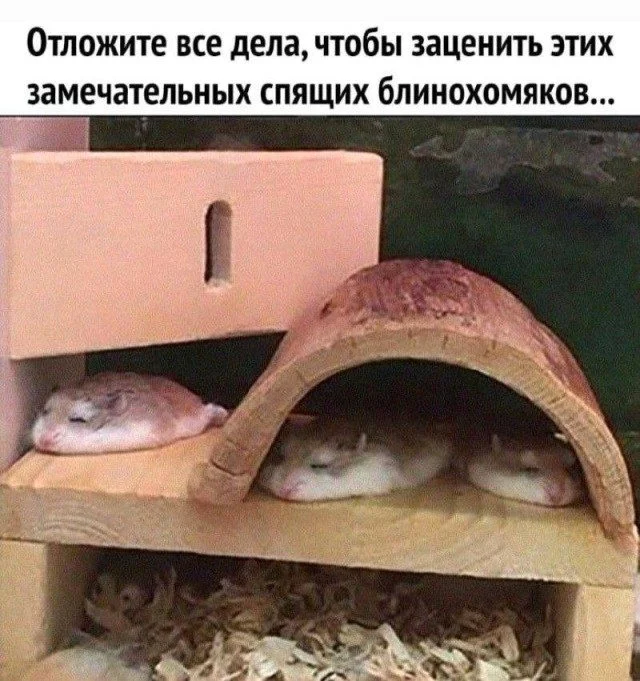 Мемы, которые поймут все мемы, юмор, приколы, картинки, подборка