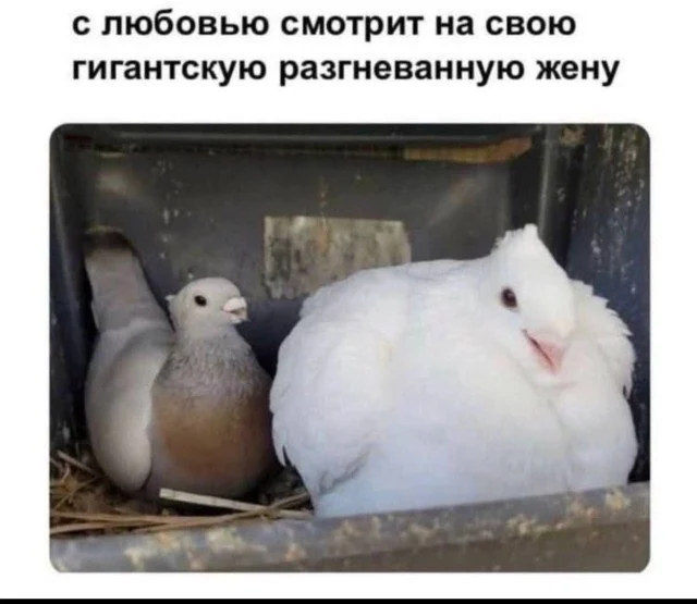 Мемы, которые поймут все мемы, юмор, приколы, картинки, подборка