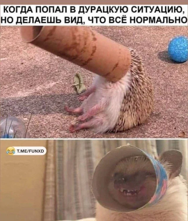 Мемы, которые поймут все мемы, юмор, приколы, картинки, подборка