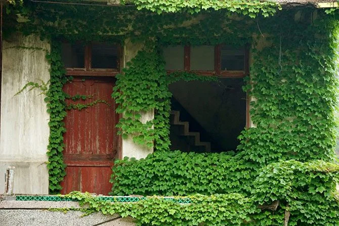 Деревня, которую съела зелень Китай, заброшенная деревня, природа, Шенгси, фотографии